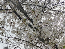 満開2