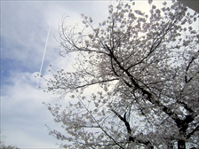 満開1